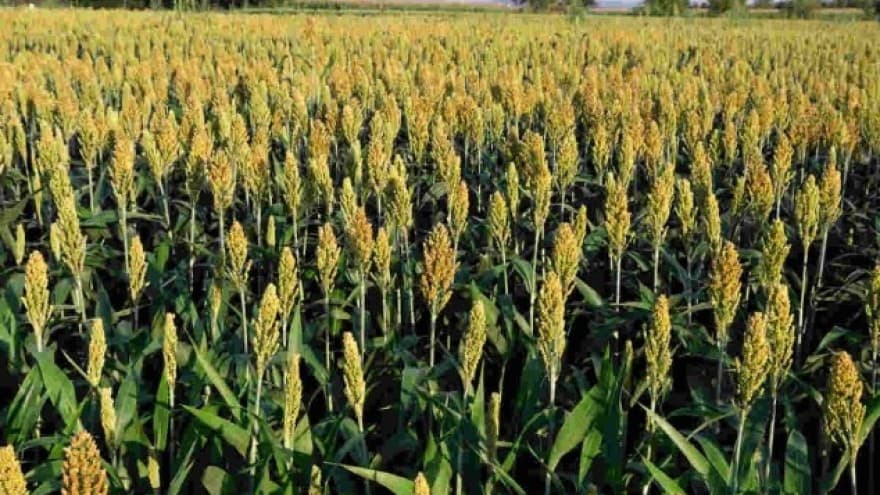 Koje su prednosti uzgoja sirka?