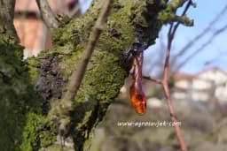 Moć prirode: Gdje se i kako koristi SMOLA?