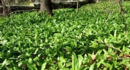 Srijemuš (medvjeđi luk) i mrazovac, pouzdani i nepouzdani znaci raspoznavanja