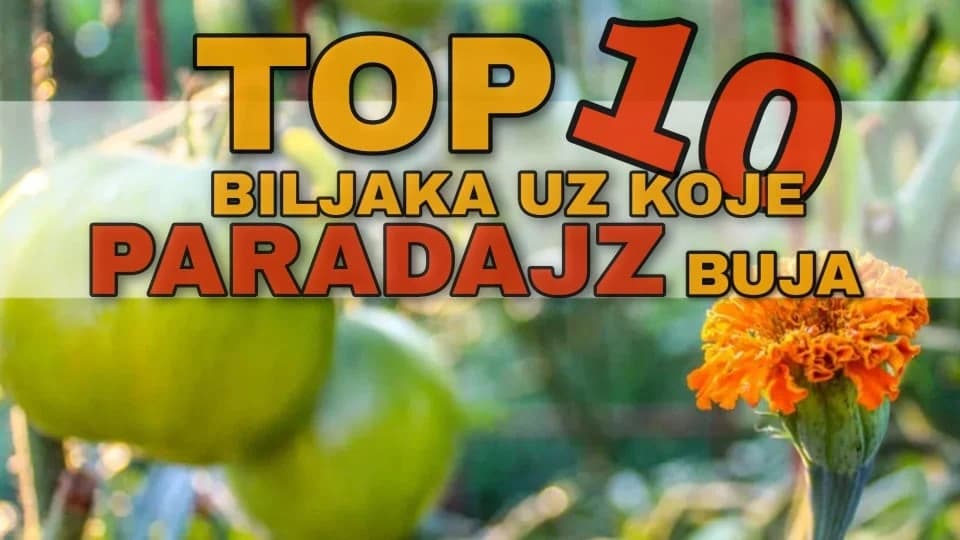 Top 10 biljaka koje pomažu PARADAJZU da bolje raste!