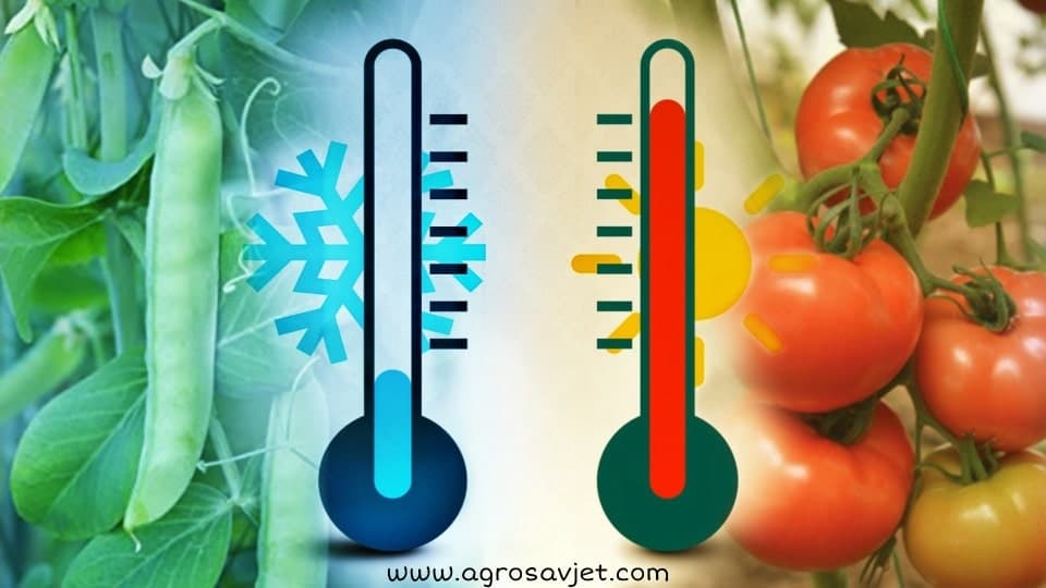 Zahtjevi povrća prema toploti
