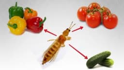 Kalifornijski trips - Štetočina koja hara u plastenicima