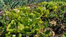 Uzgoj povrća na malim površina