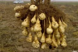 Čičoka - kvalitetno povrće visoke hranljive vrijednosti