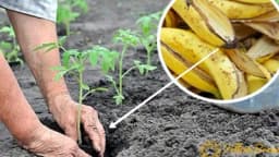 Đubrivo od kore banane - za zdravlje vaših biljaka