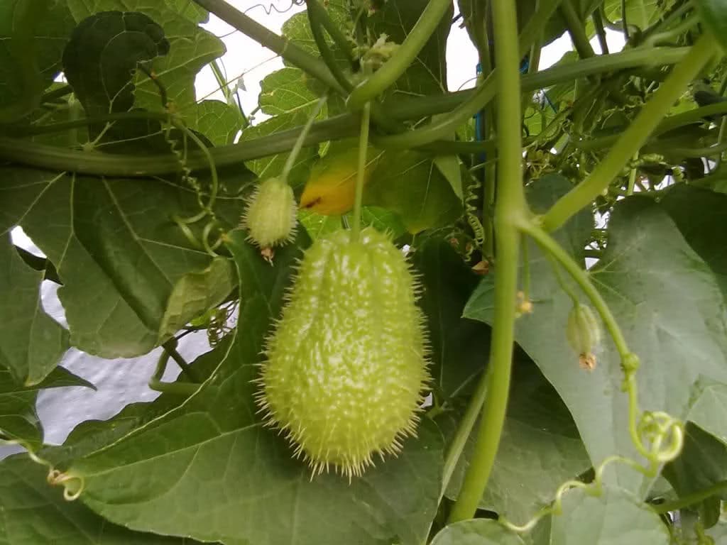 Meksički krastavac - Šajot ili Čajot