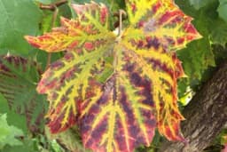 Apoplektično venuće vinove loze