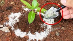 Riješite se štetočina u vašem vrtu pomoću DIJATOMEJSKE ZEMLJE