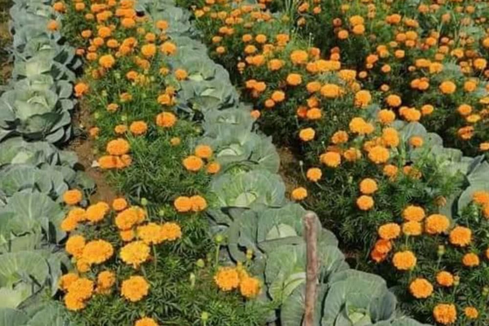 Neven i kadifa PRIRODNI zaštitnici vaše bašte