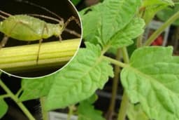 Sprej od listova paradajza – prirodna zaštita od lisnih vaši