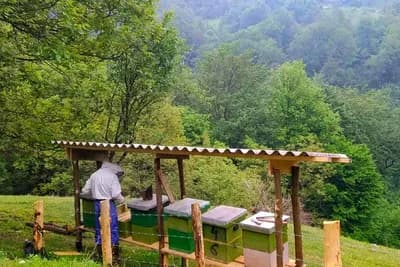 Pčelarenje na većim nadmorskim visinama