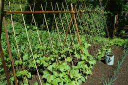 Kako proizvesti visoki pasulj TETOVAC