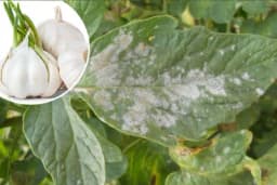 Bijelim i crnim lukom protiv PEPELNICE na povrću