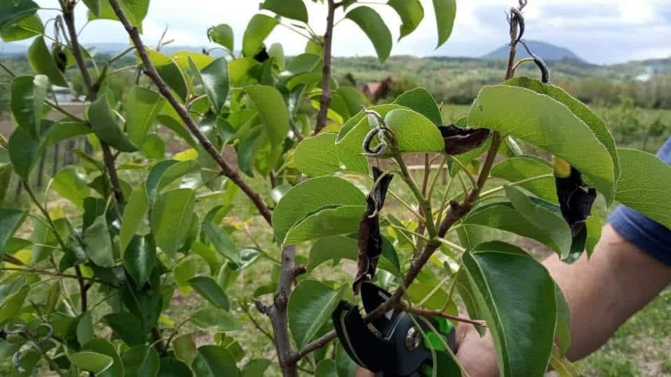 Foto AgroSavjet: Bakteriozna plamenjača Erwinia amylovora