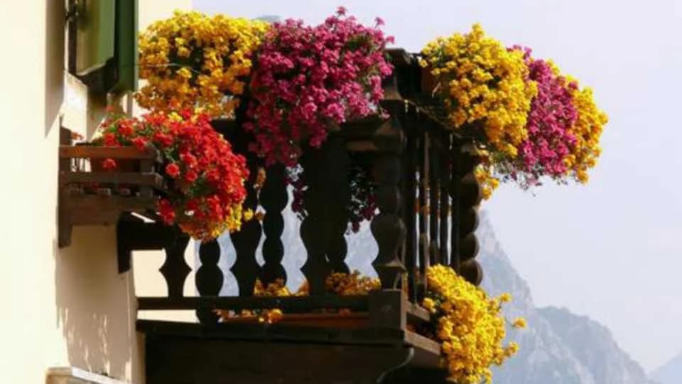 Ricinusovo ulje kao prihrana - Cvjeta i ono cvijeće za koje niste ni znali da ima cvijet!