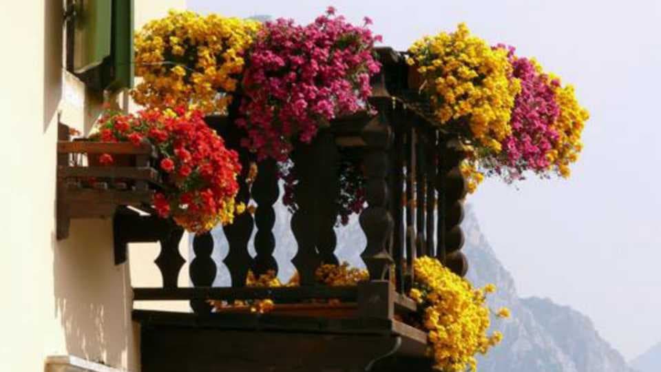 Ricinusovo ulje kao prihrana - Cvjeta i ono cvijeće za koje niste ni znali da ima cvijet!