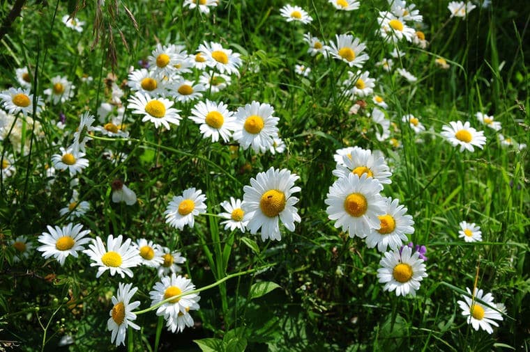 BIJELA RADA: Ljekovita biljka naših livada