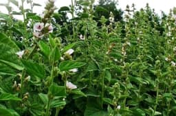 Uzgoj BIJELOG SLJEZA donosi zaradu od nevjerovatnih 6.000 evra godišnje