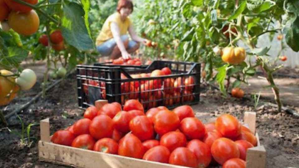 Ovo svi radimo pogrešno - Gdje ne bismo trebali čuvati paradajz