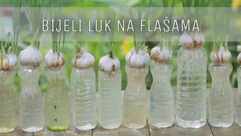 Bijeli LUK na plastičnim flašama - LAKO do visokog PRINOSA