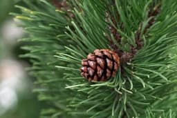 Koja je razlika između smrče, jele i bora?