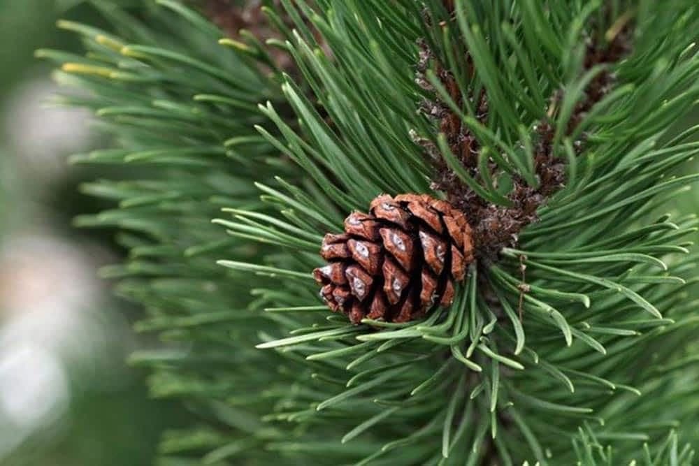 Koja je razlika između smrče, jele i bora?