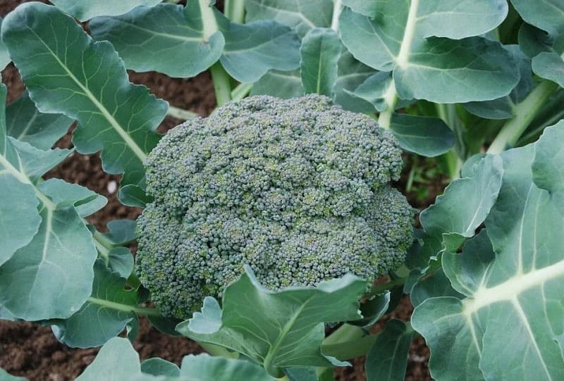 Brokoli