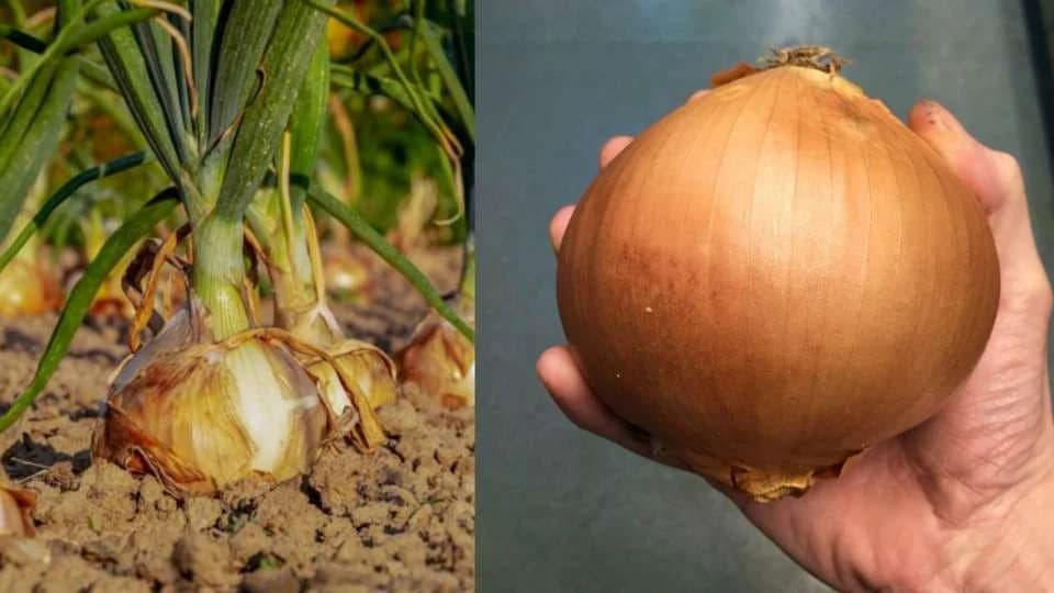 Kako da uzgojim VEĆE glavice LUKA?