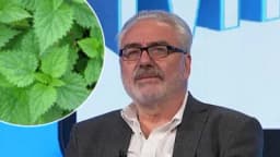 Doktor NESTOROVIĆ objašnjava moć KOPRIVE u borbi protiv insekata!