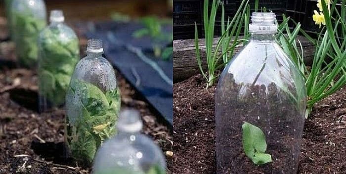 Kako da zaštitite sadnice od vremenskih nepogoda