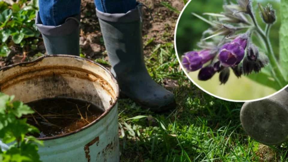 Evo kako da napravite organsko tečno đubrivo: Ovo djeluje kao raketno gorivo za rast svih biljaka!