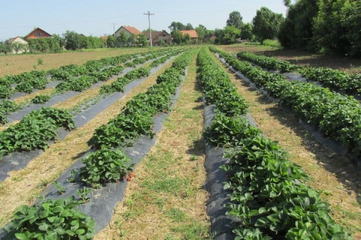 Zaštitite jagode od golomrazice malčiranjem