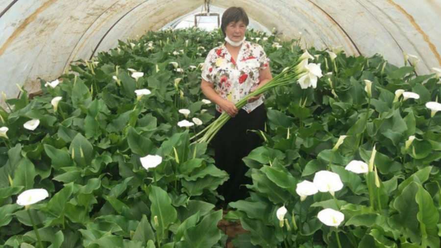 Kale iz afričke močvare u semberskim cvijetnjacima