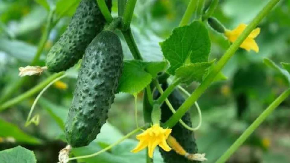 zakidanje zapreaka kod kratavca