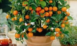 KLEMENTINA U SAKSIJI: Detaljna procedura uzgajanja, jednostavna njega!