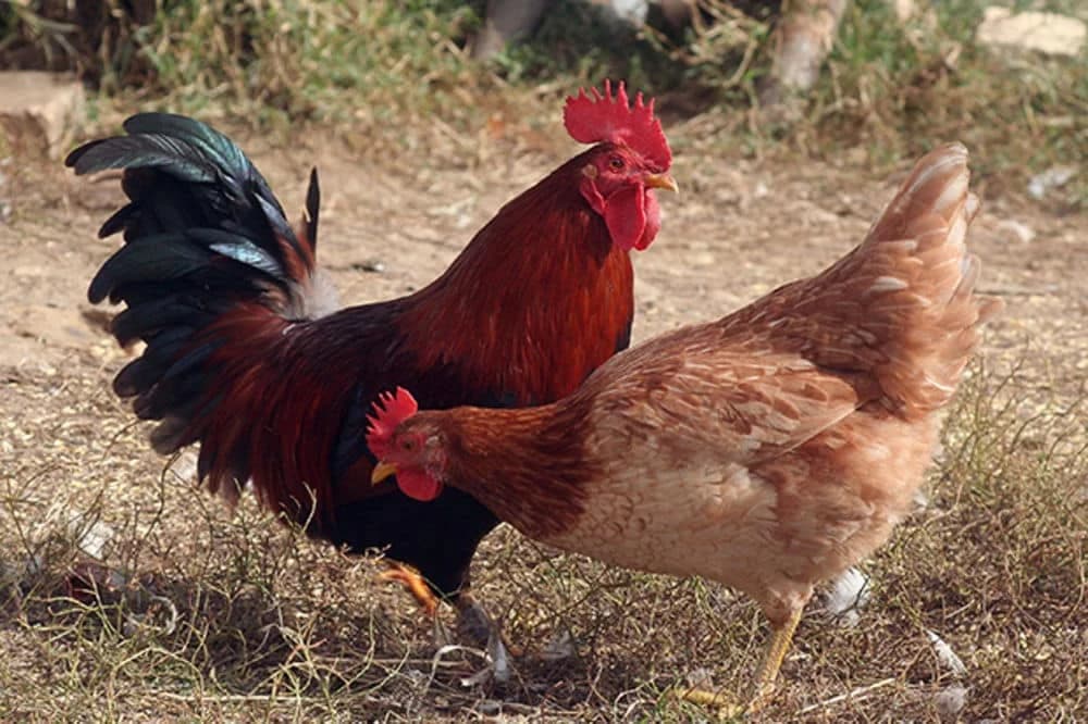 Kako da vaše koke snesu jaja sa JARKO NARANDŽASTIM žumancem?