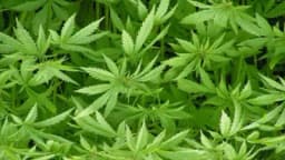 BiH počinje izvoziti organsku industrijsku konoplju