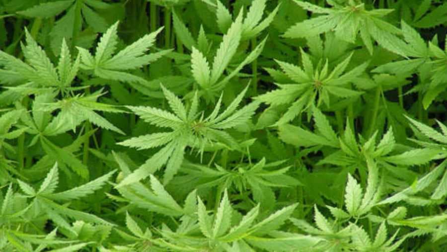 INDUSTRIJSKA KONOPLJA