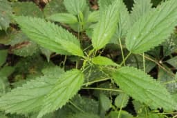 OVO JE NAJBOLJE ORGANSKO I BESPLATNO ĐUBRIVO: Evo kako da sa njime zalivate biljke, a kako da ih prskate protiv bolesti