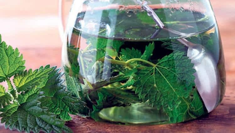 SIRUP OD KOPRIVE: Obavezno ga zabilježite jer pomaže kod bubrežnih bolesti i problema!