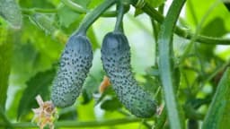 Zašto se plod krastavca deformiše i kako na to uticati?