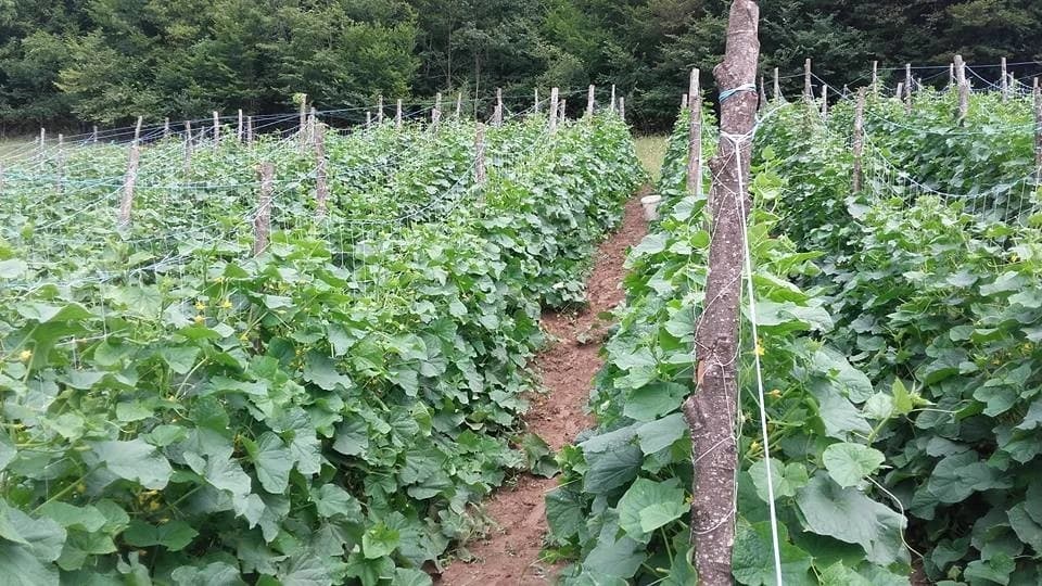Krastavac na otvorenom polju: Njega u maju