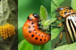 Suzbijanje KROMPIROVE ZALTICE