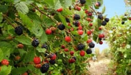 Vrijeme je za zaštitu: Purpurna pjegavost kupine opasna bolest, gubici do 80%