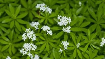Lazarkinja: Ljekovita biljka s kojom moramo biti oprezni