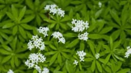 Lazarkinja: Ljekovita biljka s kojom moramo biti oprezni