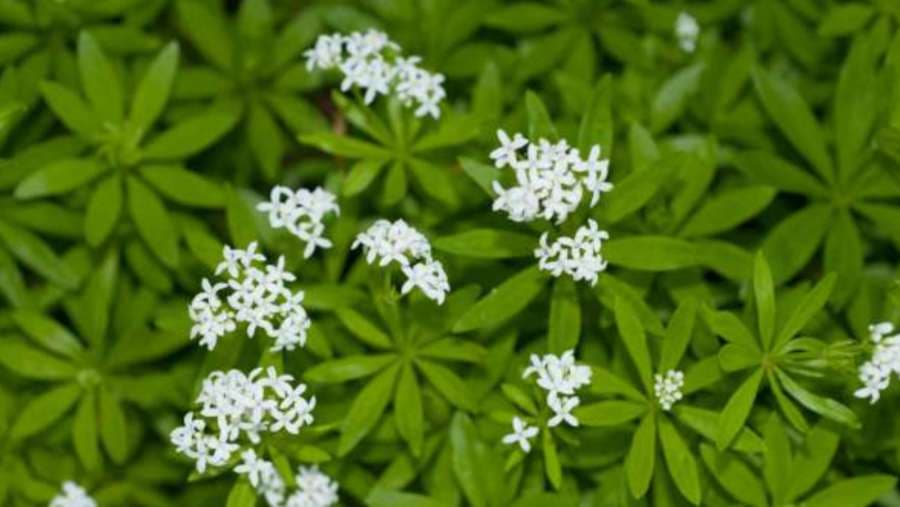 Lazarkinja: Ljekovita biljka s kojom moramo biti oprezni