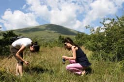 Kada i kako se bere ljekovito bilje