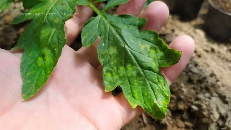 EVO KAKO OPORAVITI LIŠĆE PARADAJZA KOJE JE POČELO DA ŽUTI - Jednostavni savjeti!