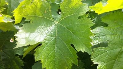 Vinograd od aprila do juna mjeseca – Njega i radovi